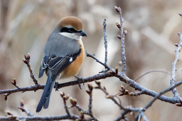 Species Image