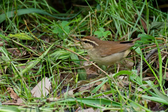 Species Image