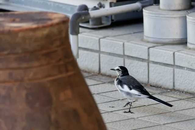Species Image