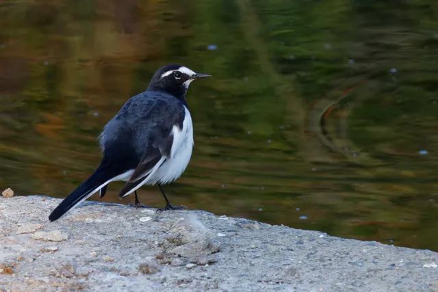 Species Image