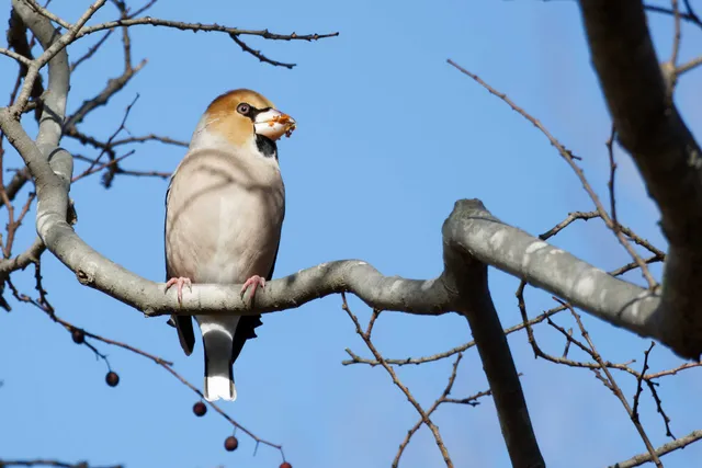 Species Image