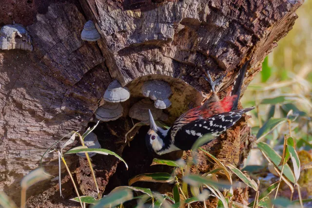 Species Image
