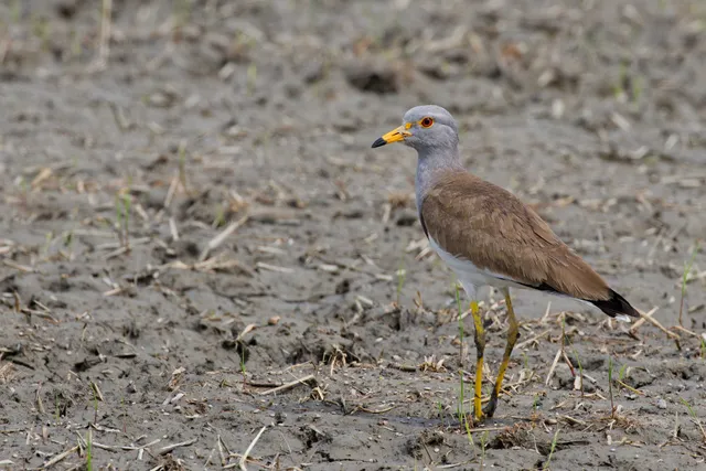 Species Image