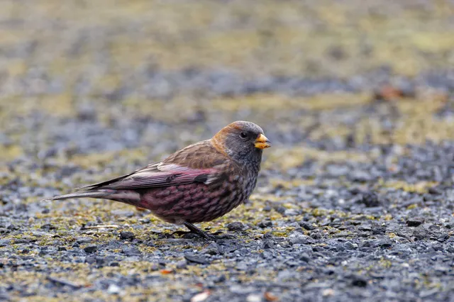 Species Image
