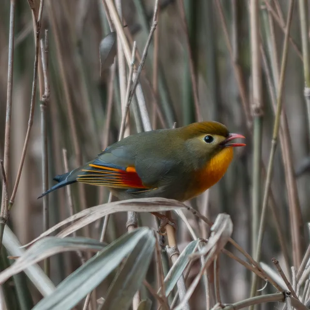 野鳥の写真