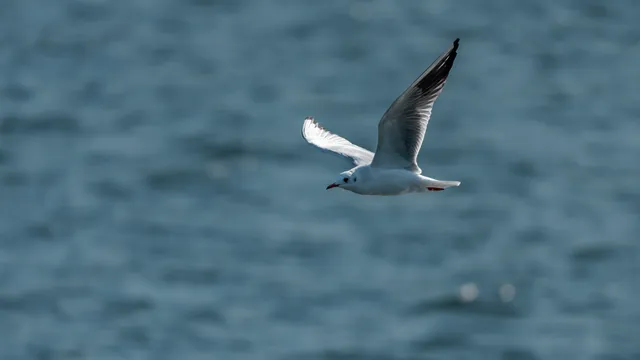 野鳥の写真