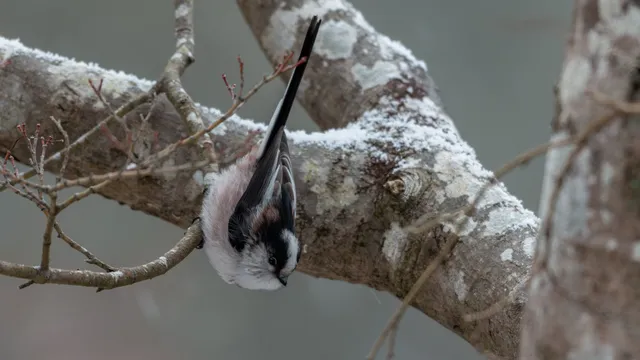 野鳥の写真