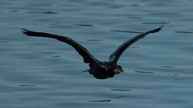 野鳥の写真