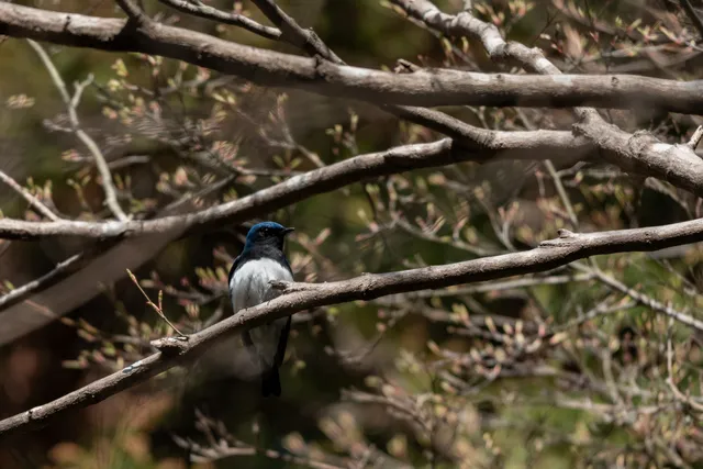 野鳥の写真