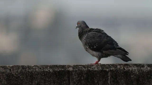 野鳥の写真