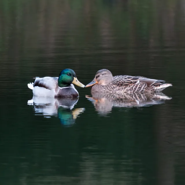 野鳥の写真