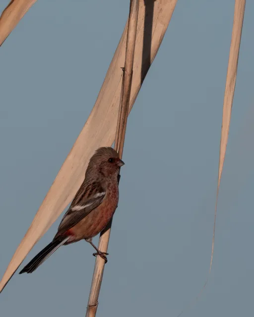 野鳥の写真
