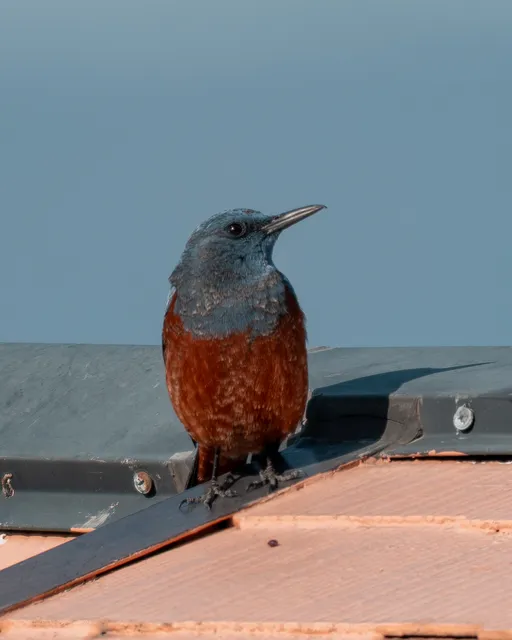 野鳥の写真