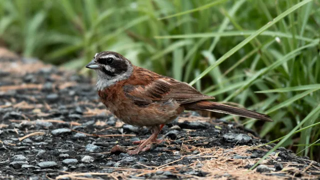 野鳥の写真