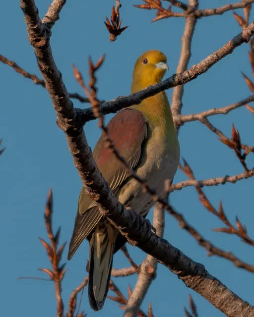野鳥の写真