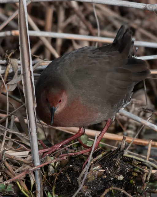 野鳥の写真