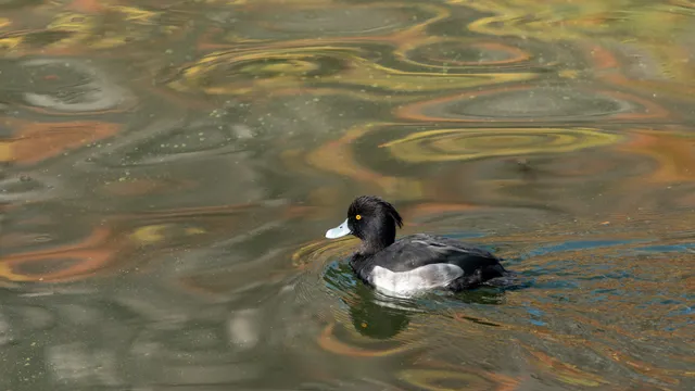 野鳥の写真