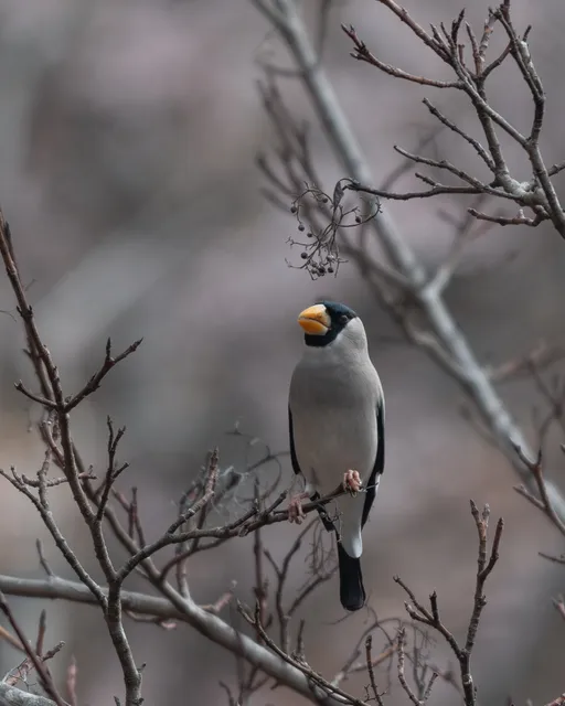 野鳥の写真