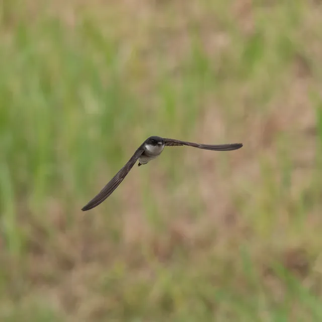 野鳥の写真