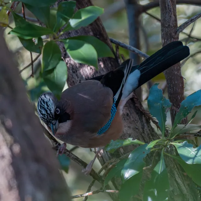野鳥の写真