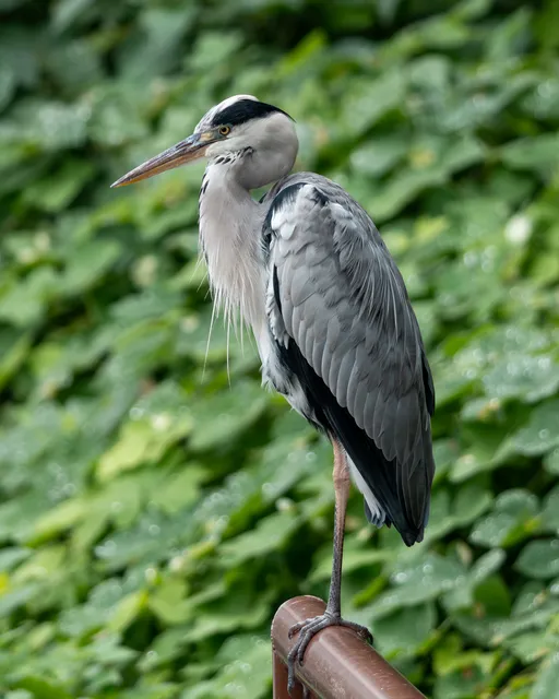 野鳥の写真