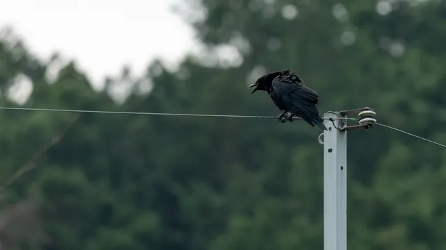野鳥の写真