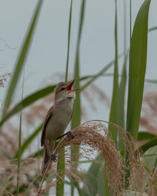 野鳥の写真