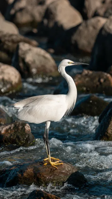 野鳥の写真