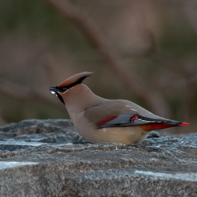 野鳥の写真