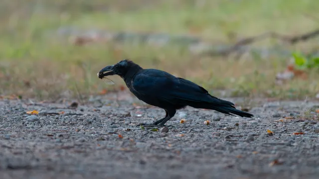 野鳥の写真