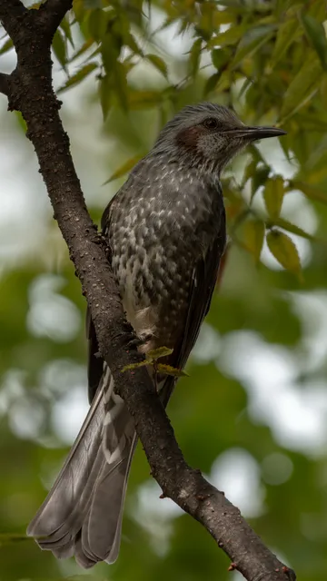 野鳥の写真