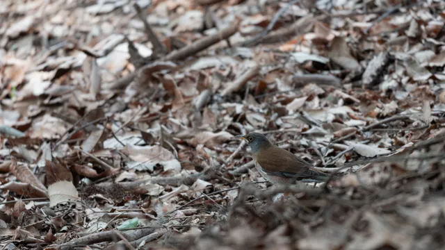 野鳥の写真