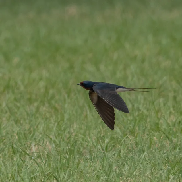 野鳥の写真