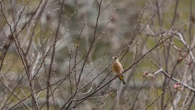 野鳥の写真