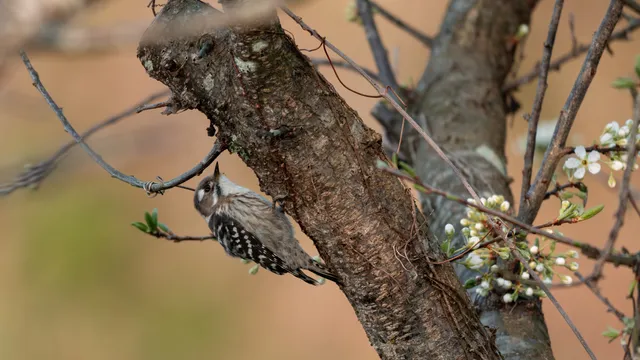 野鳥の写真