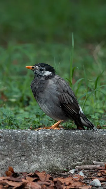 野鳥の写真