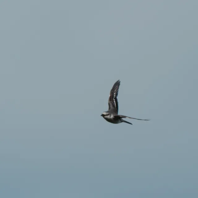 野鳥の写真