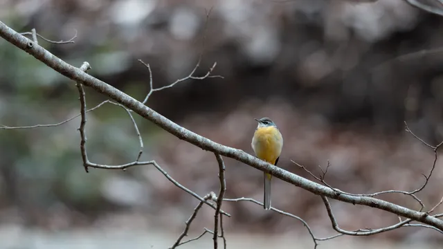 野鳥の写真