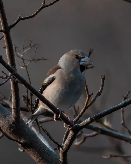 野鳥の写真