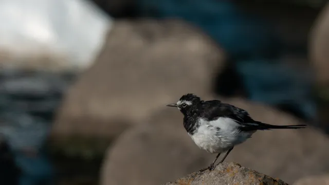 野鳥の写真