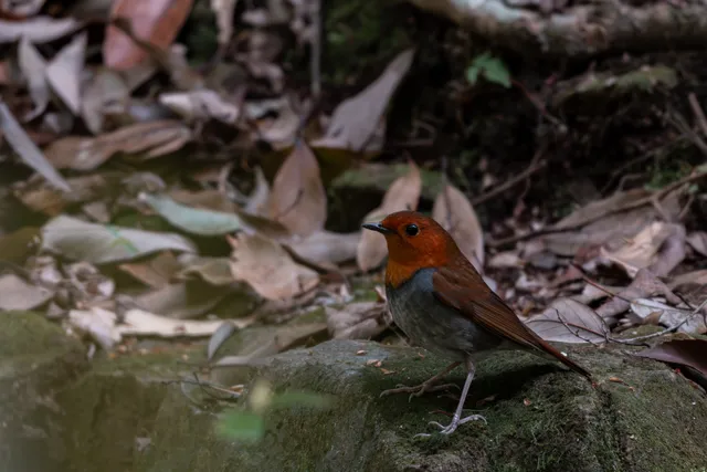 野鳥の写真