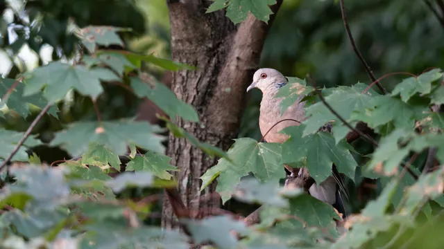 野鳥の写真