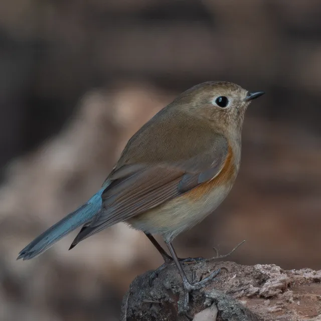 野鳥の写真