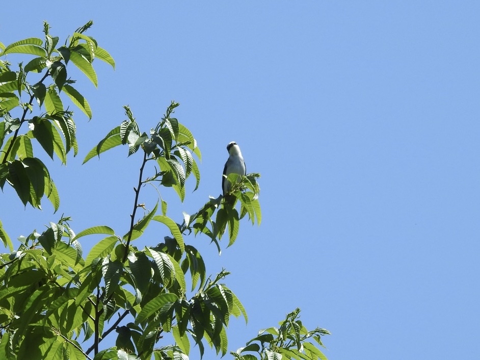 Photo Image
