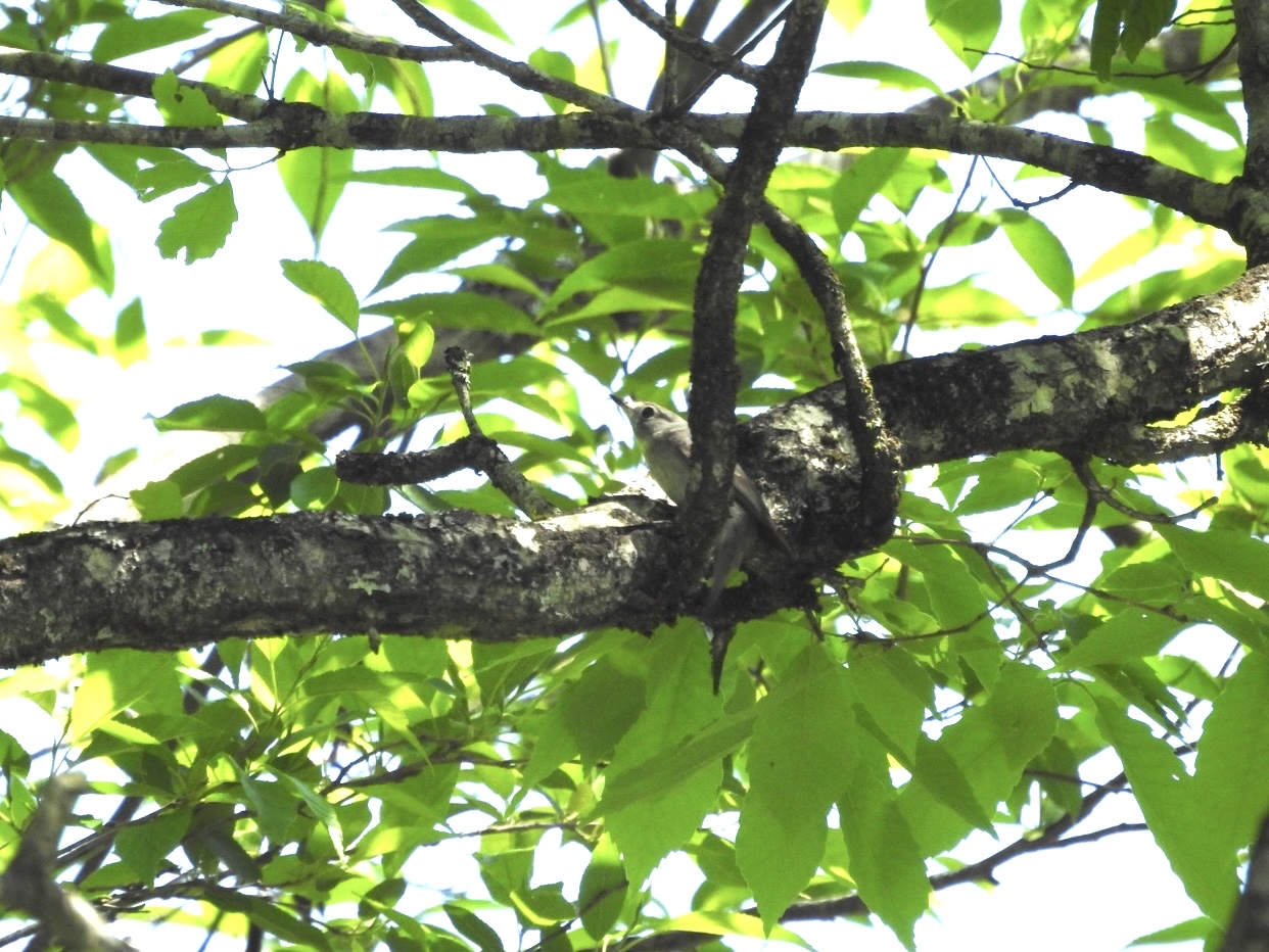 Photo Image