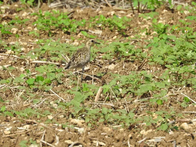 Species Image