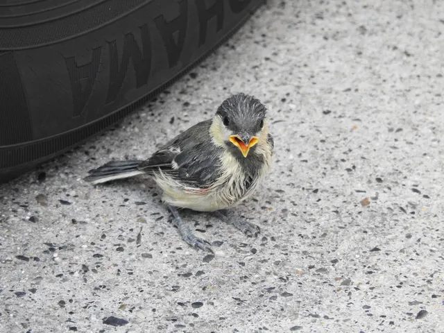 Species Image