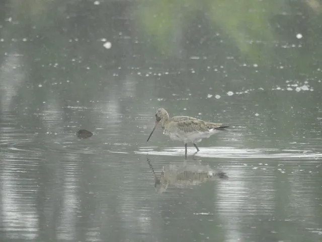 Species Image