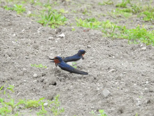 Species Image