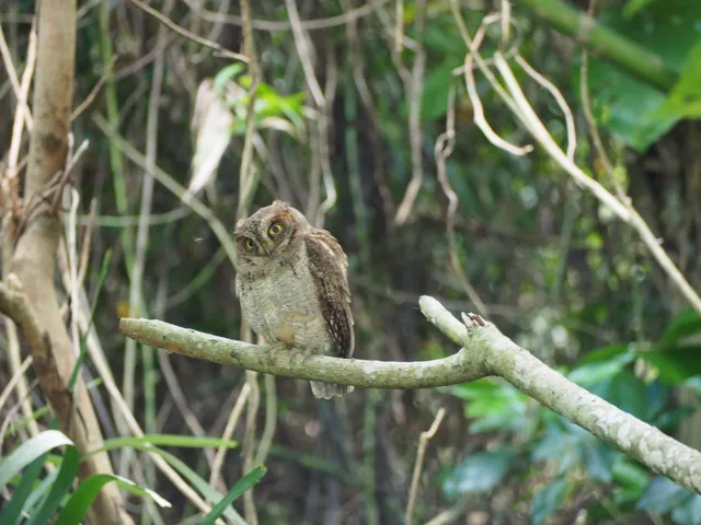 Species Image